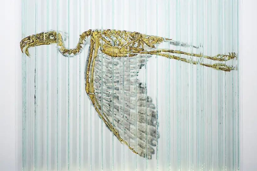 Side with bony interior of bird of glass cube with four anamorphic paintings