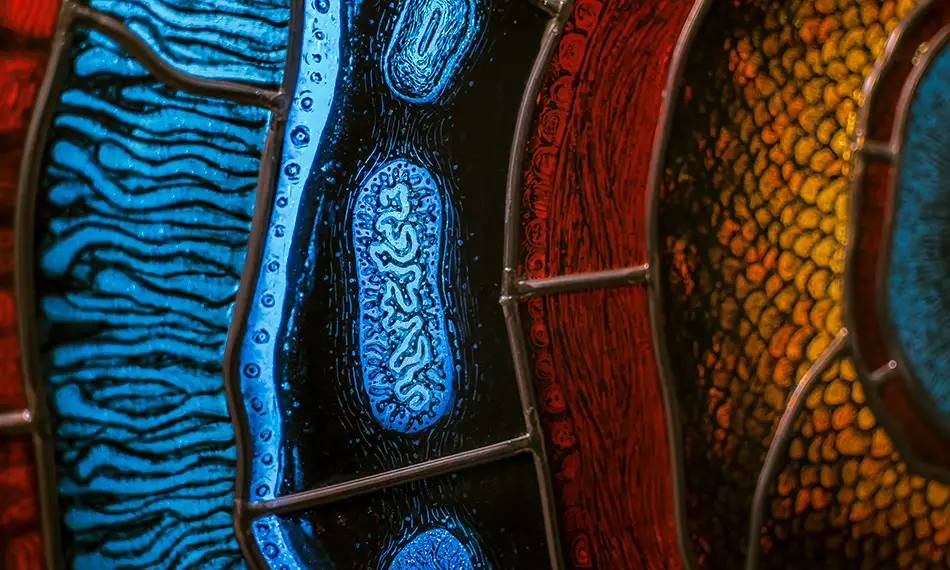 Detail of a detailed painted lead glazing reminiscent of a gigantic fluorescent cell