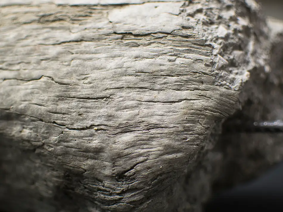 Concrete cast of a piece of driftwood with protruding reinforcing bars, a hybrid object between nature and industry - detail