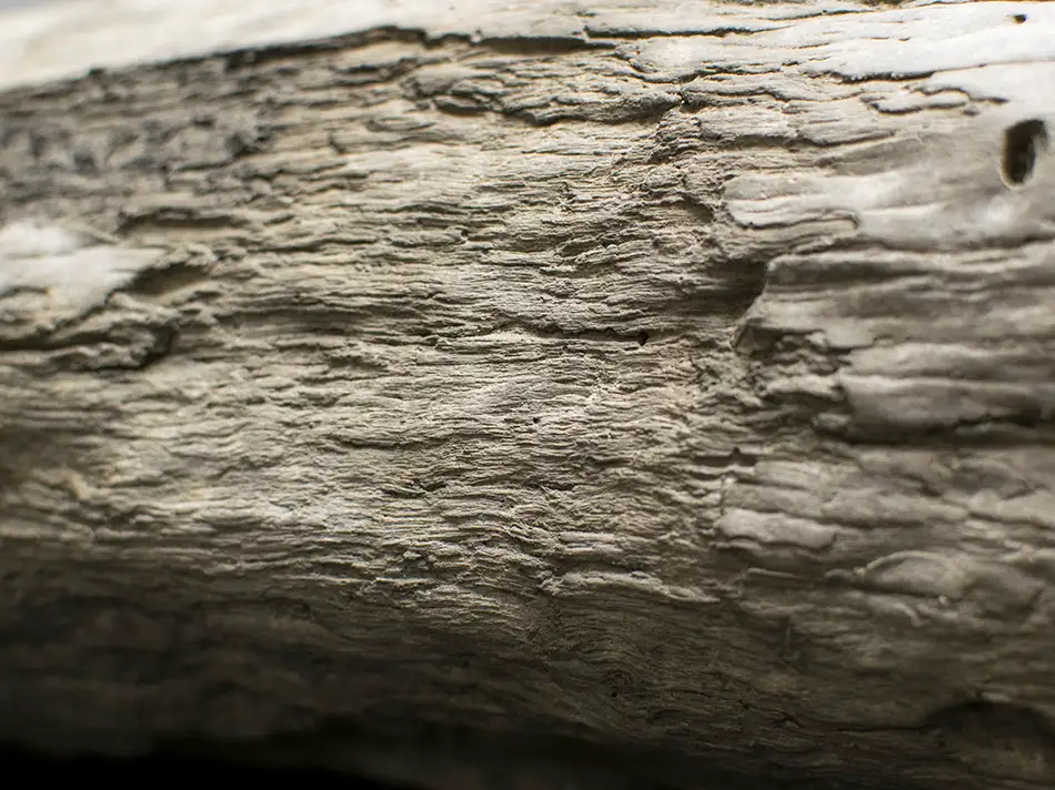 Concrete cast of a piece of driftwood with protruding reinforcing bars, a hybrid object between nature and industry - detail