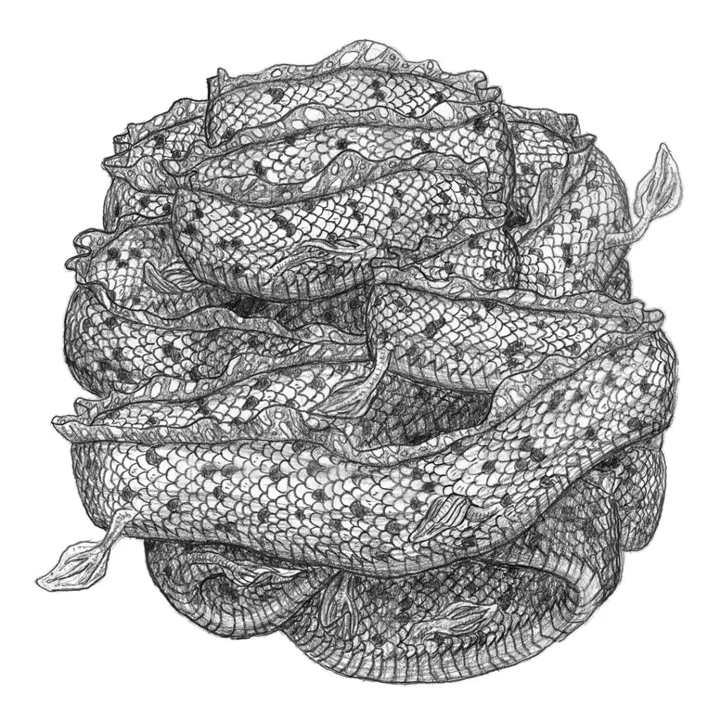 Polytrauma - series of pencil drawings in sketch book - eel knot round
