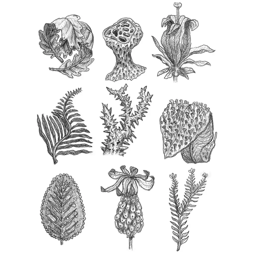 Polytrauma - series of pencil drawings in sketch book - different plant-like creatures