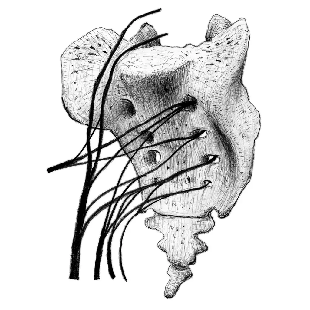 Polytrauma - series of pencil drawings in sketch book - sacrum with nerves