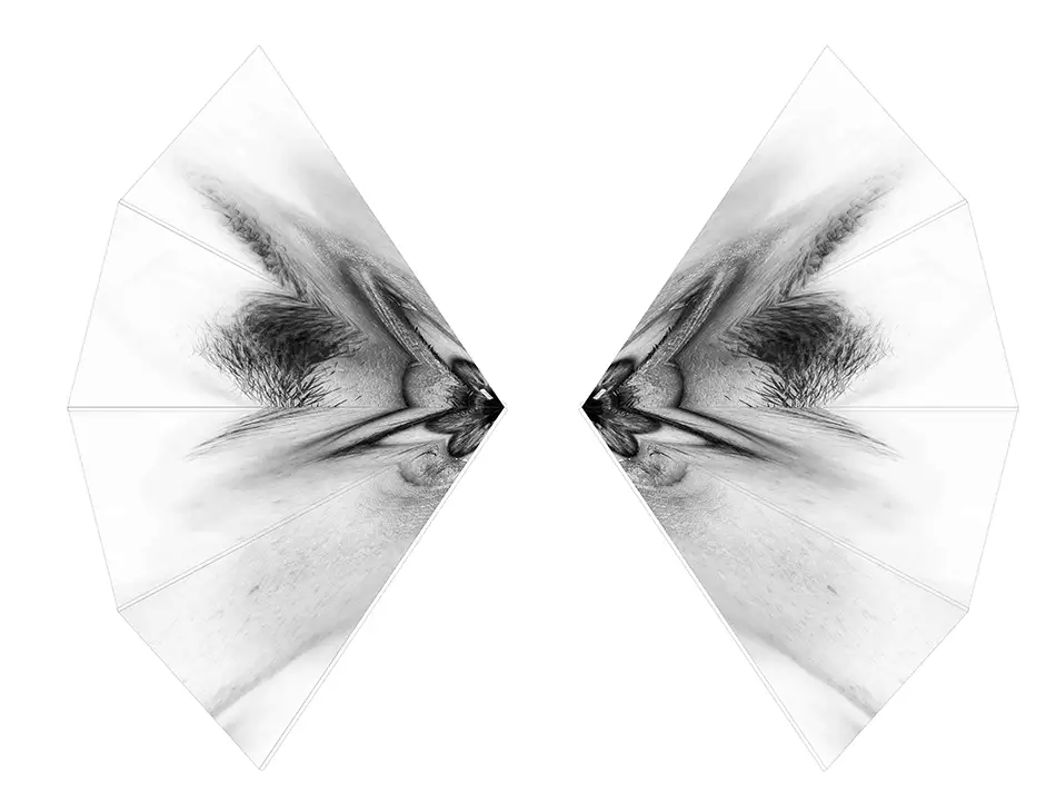 anamorphic glass art object - Eyeeye - unfolded